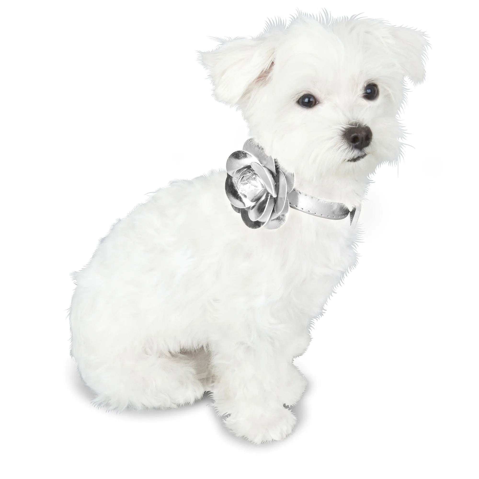 Flower Dog Collar
