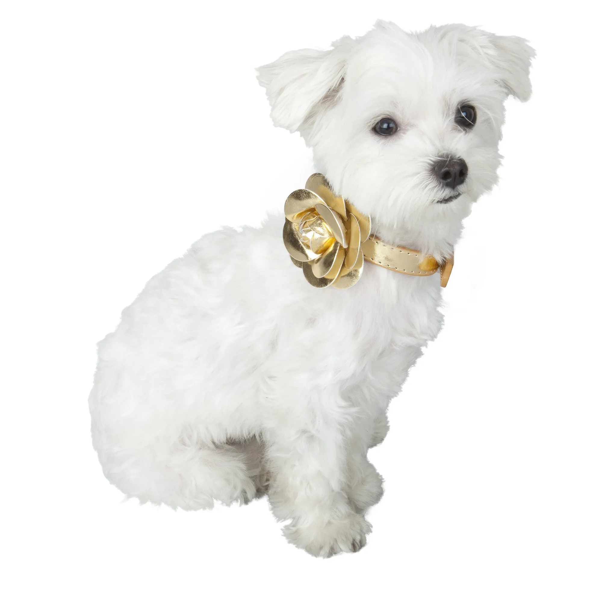 Flower Dog Collar